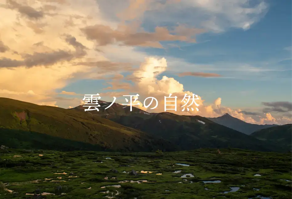 雲ノ平の自然