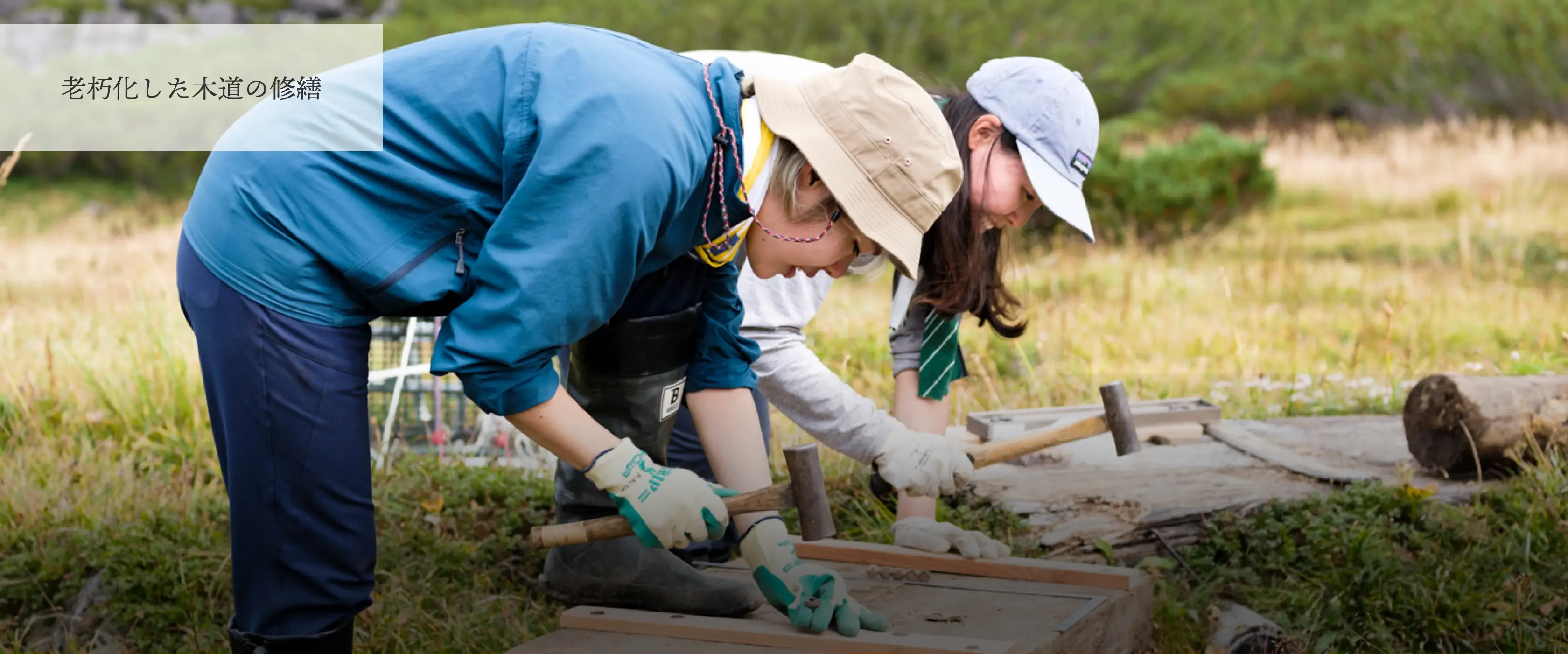 老朽化した木道の修繕