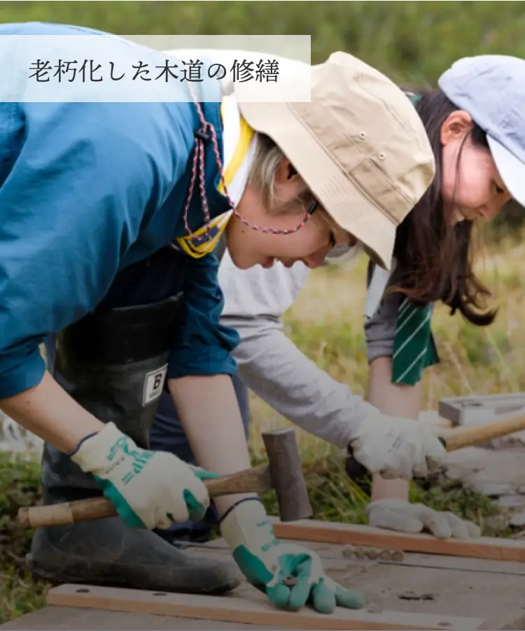 老朽化した木道の修繕
